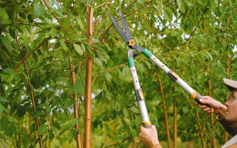 Tree trimming in Ainsworth, IA